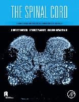 The Spinal Cord