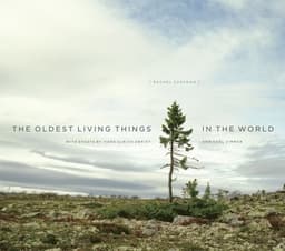 Oldest Living Things in the World