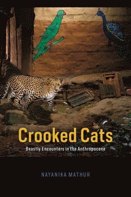Crooked Cats