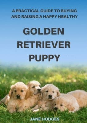 Practical Guide to Buying and Raising A Happy Healthy Golden Retriever Puppy