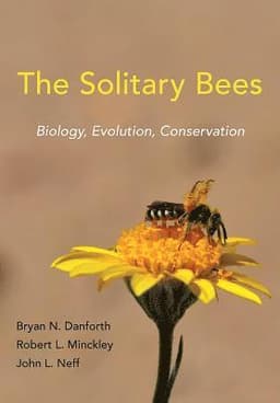 Solitary Bees