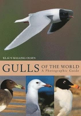 Gulls of the World