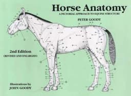 Horse Anatomy