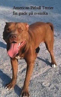 The American Pitbull Terrier - En Guide på Svenska