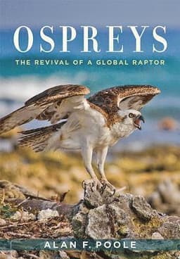 Ospreys
