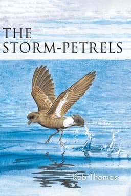 Storm-petrels