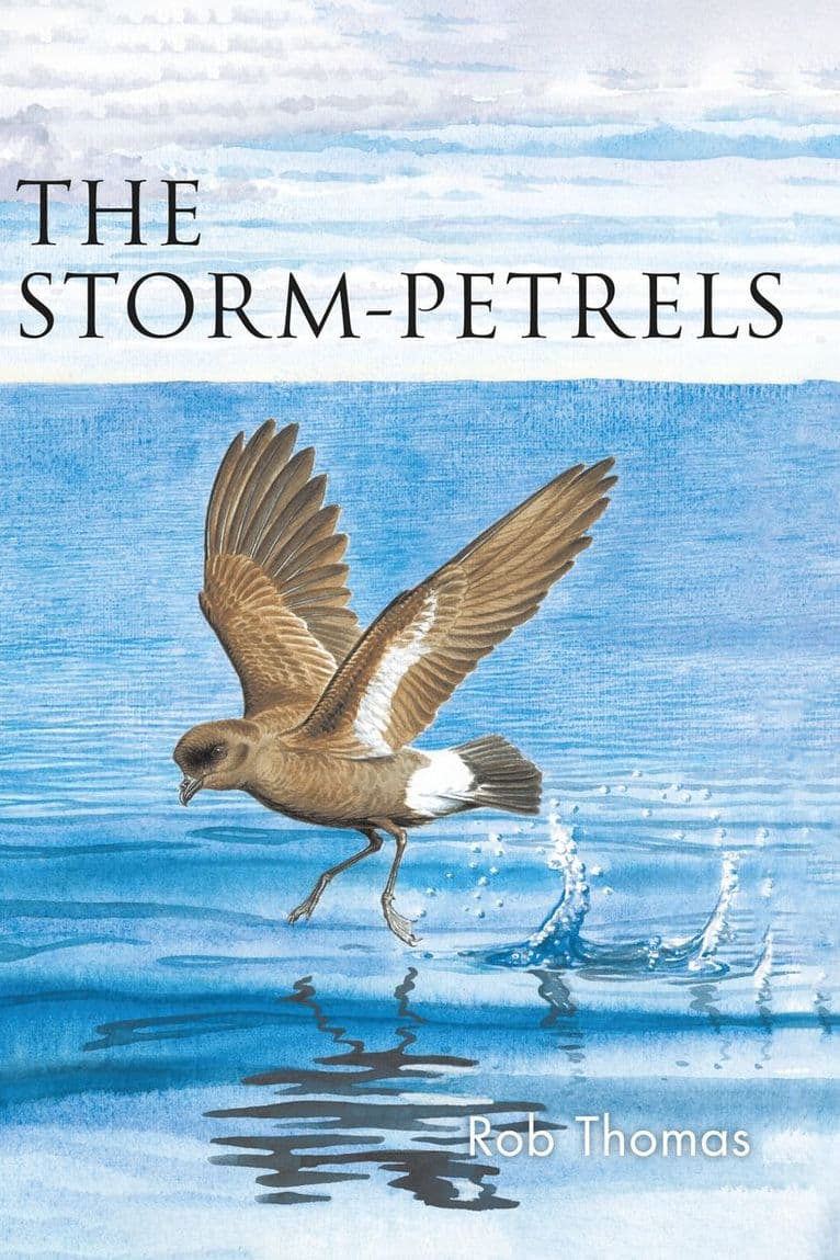 Storm-petrels