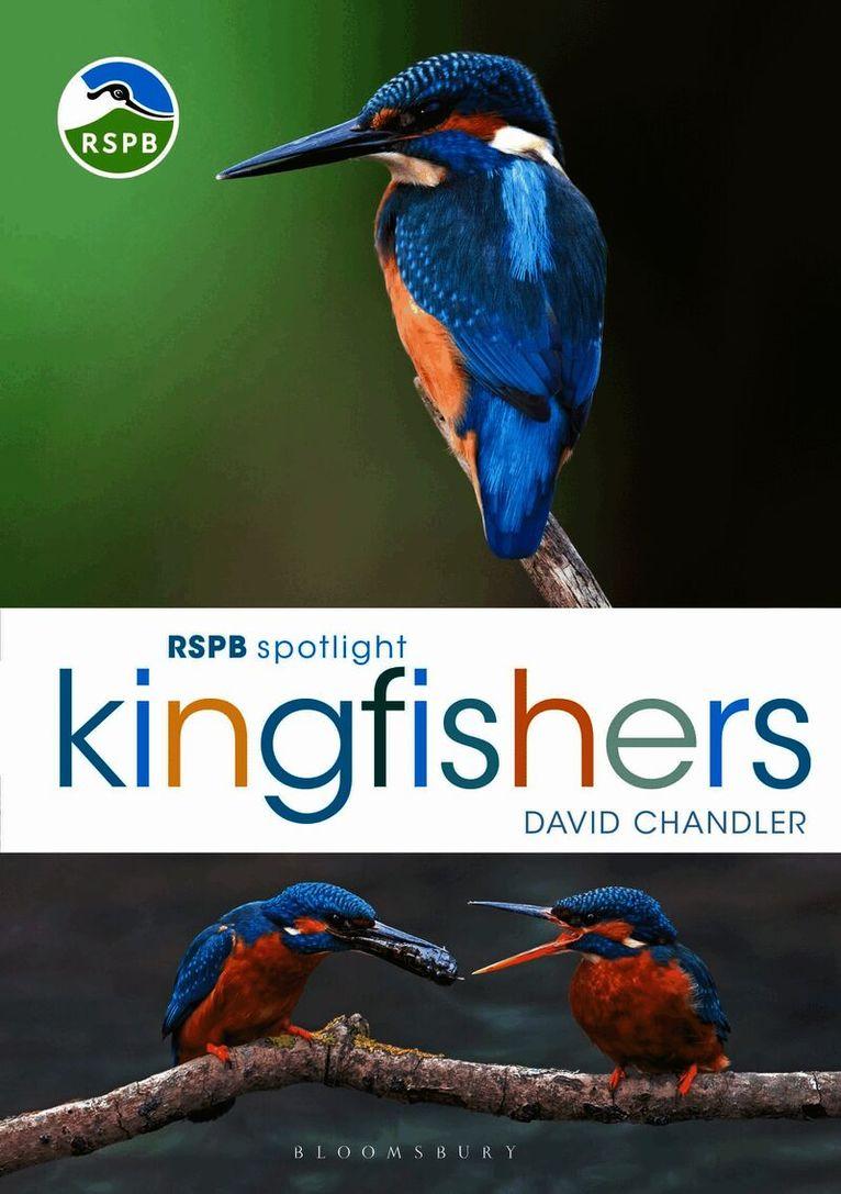 RSPB Spotlight Kingfishers