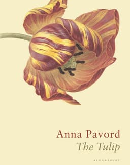 Tulip