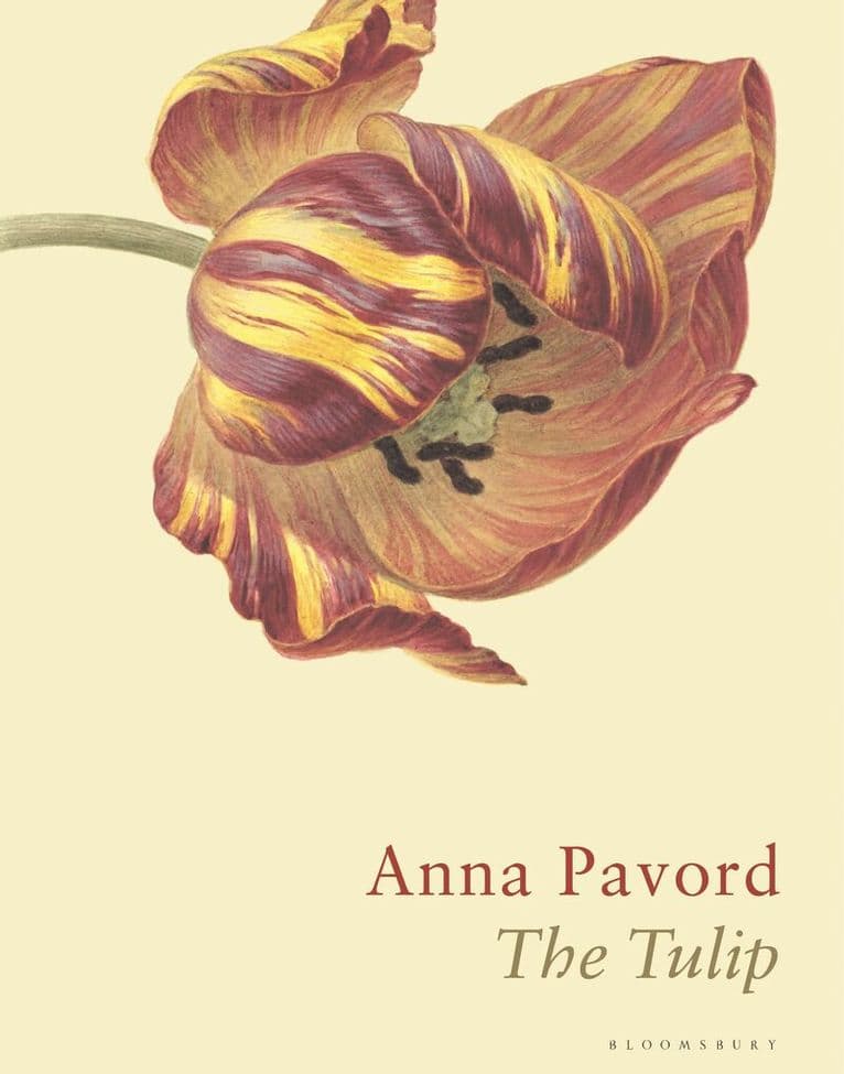 Tulip