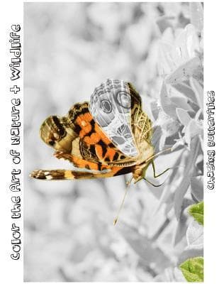 Chasing Butterflies: Color the Art of Nature + Wildlife