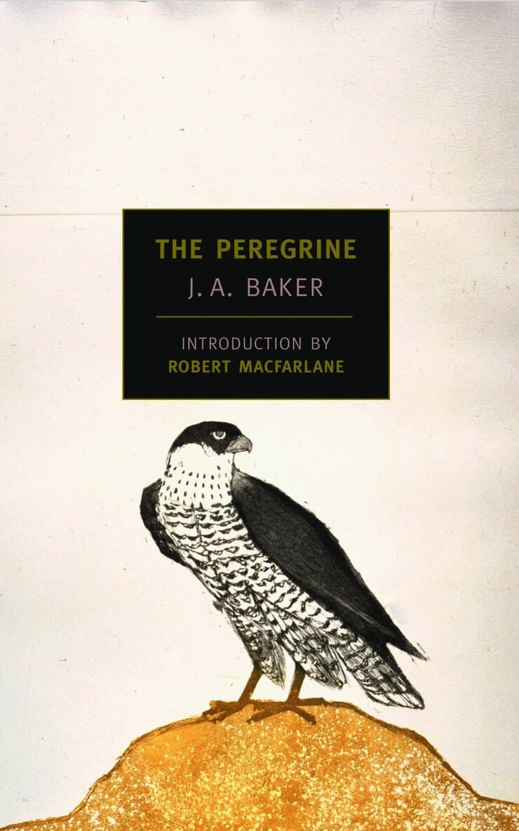 Peregrine