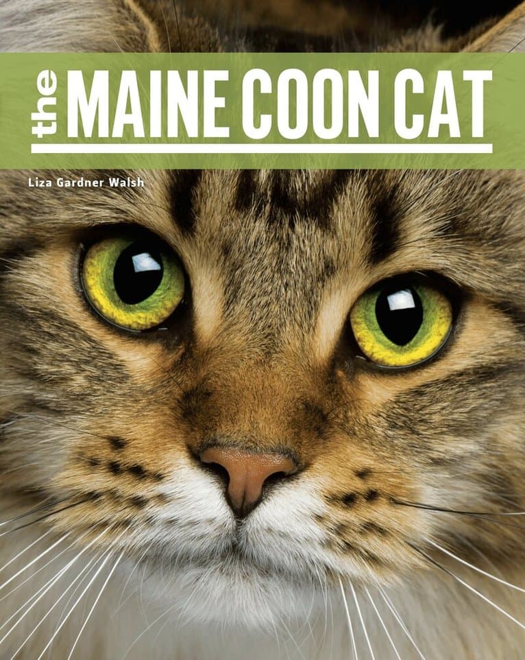Maine Coon Cat