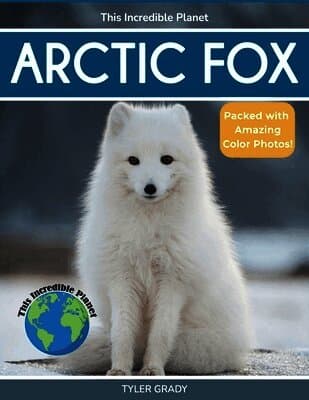 Arctic Fox