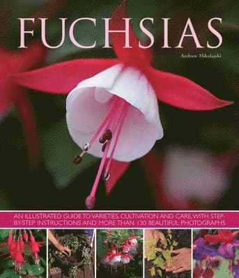 Fuchsias