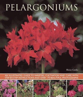 Pelargoniums