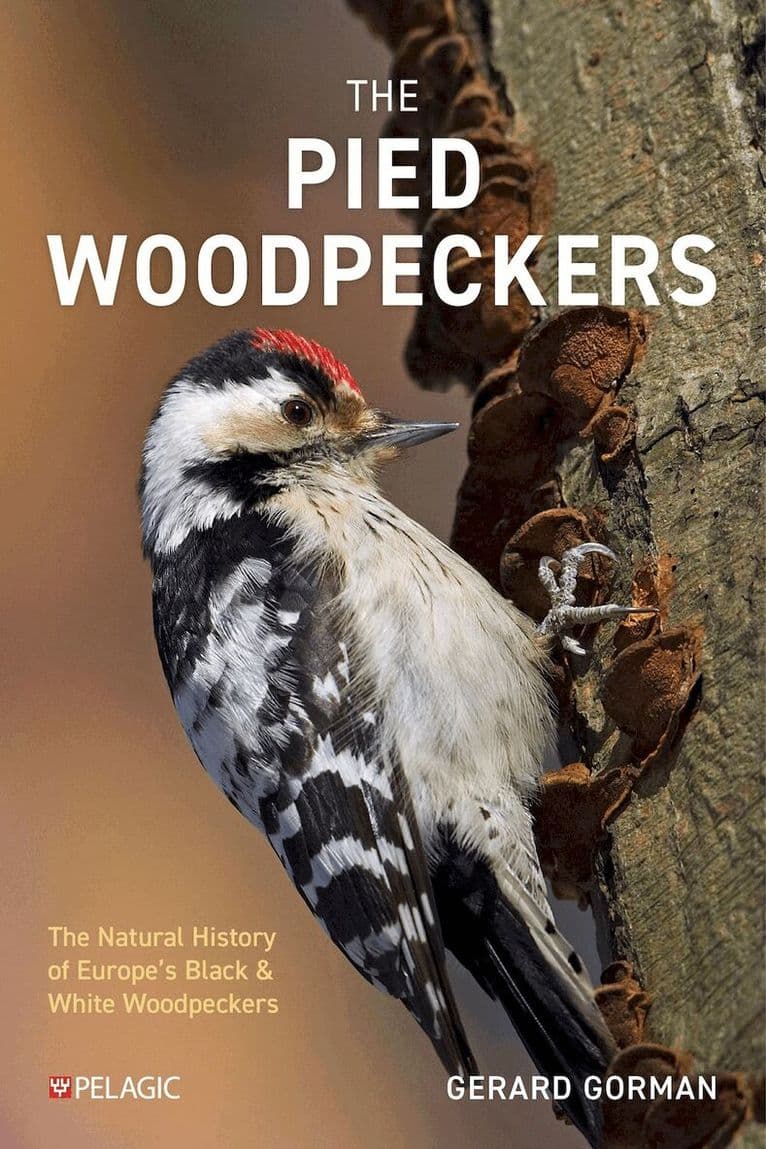 Pied Woodpeckers