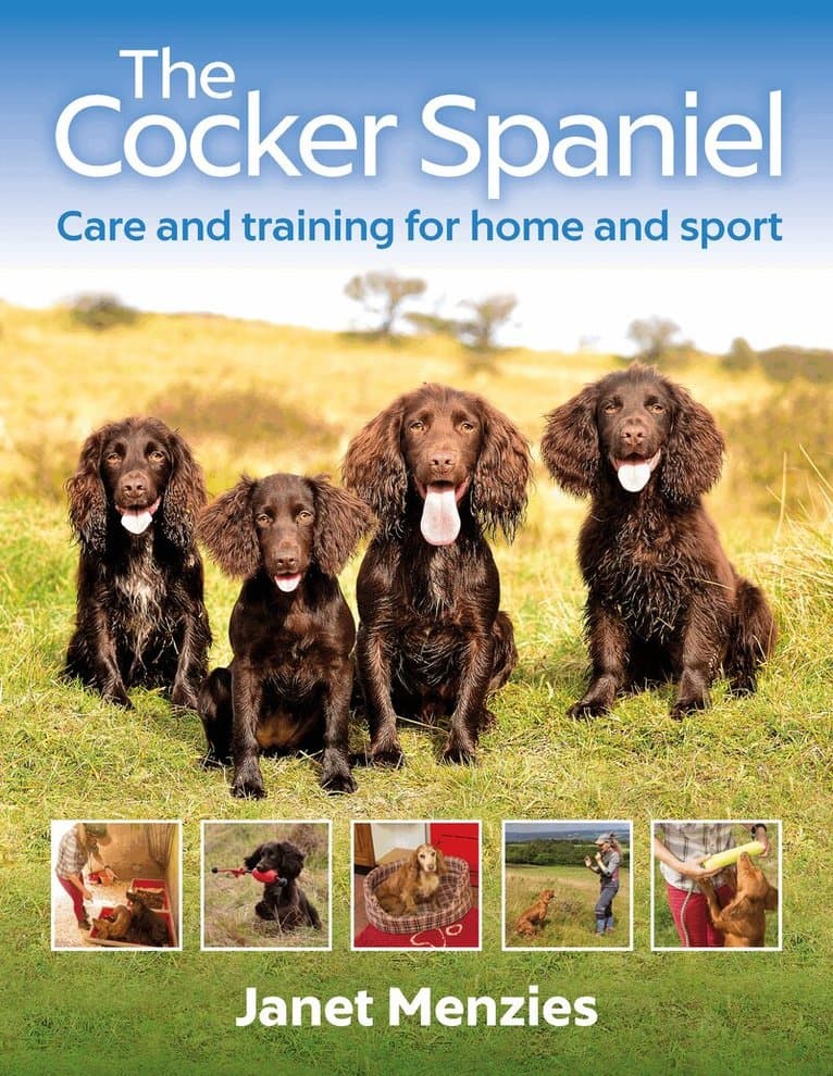 Cocker Spaniel