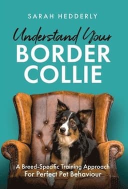 Understand Your Border Collie