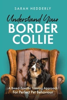 Understand Your Border Collie