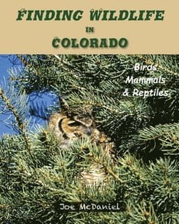 Finding Wildlife In Colorado