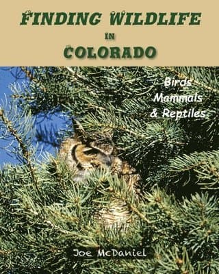 Finding Wildlife In Colorado