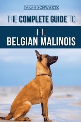Complete Guide to the Belgian Malinois