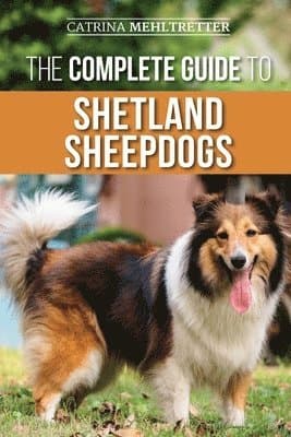 Complete Guide to Shetland Sheepdogs