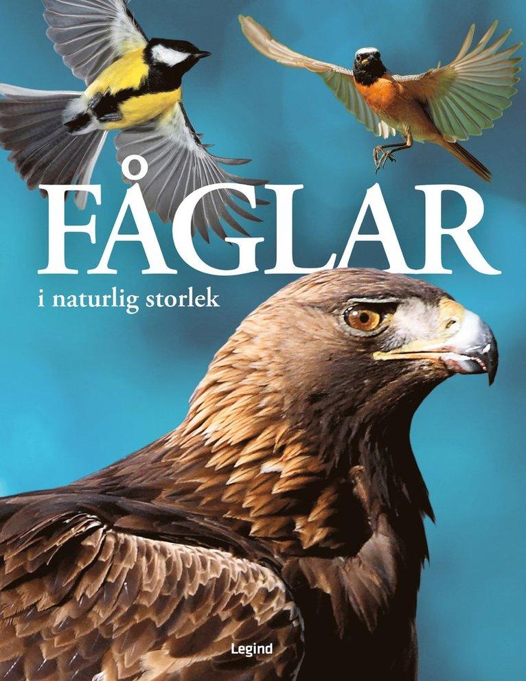 Fåglar : i naturlig storlek