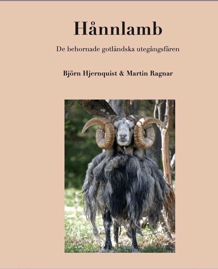 Hånnlamb : de behornade gotländska utegångsfåren