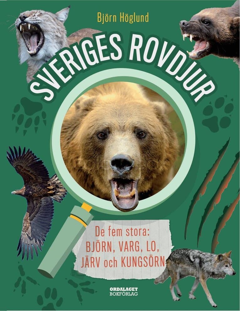 Sveriges rovdjur : de fem stora: björn, varg, lo, järv och kungsörn