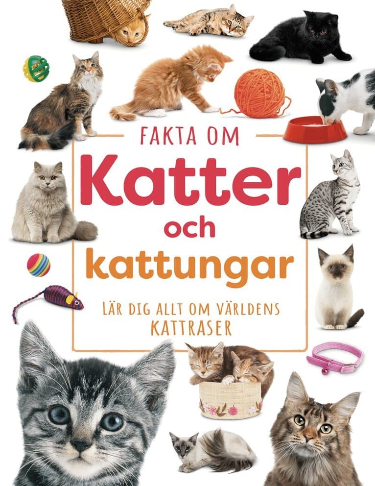 Fakta om katter och kattungar : lär dig allt om världens kattraser