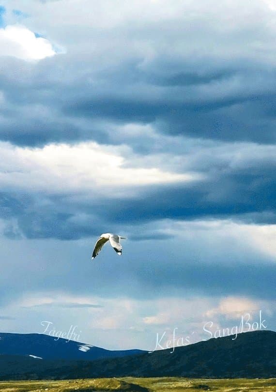 Fågelfri : Kefas´ sångbok