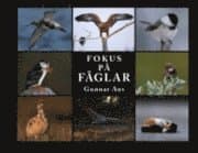 Fokus på FÅGLAR