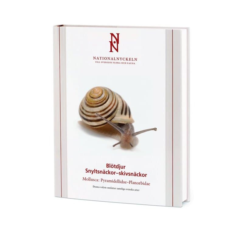 Blötdjur: Snyltsnäckor–skivsnäckor. Mollusca: Pyramidellidae–Planorbidae