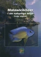 Malawiciklider i sin naturliga miljö