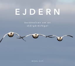 Ejdern - berättelsen om en skärgårdsfågel