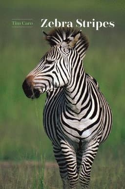 Zebra Stripes
