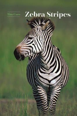 Zebra Stripes