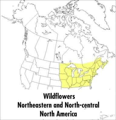 Peterson Field Guide To Wildflowers, A