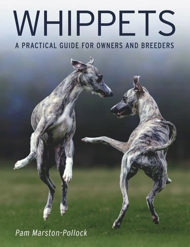 Whippets