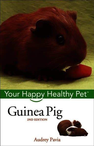 Guinea Pig