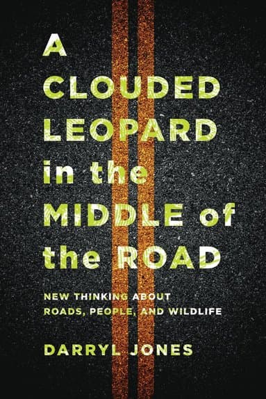 Clouded Leopard in the Middle of the Road