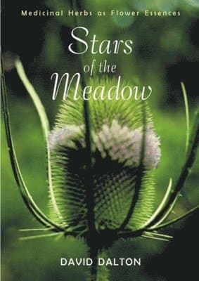 Stars of the Meadow