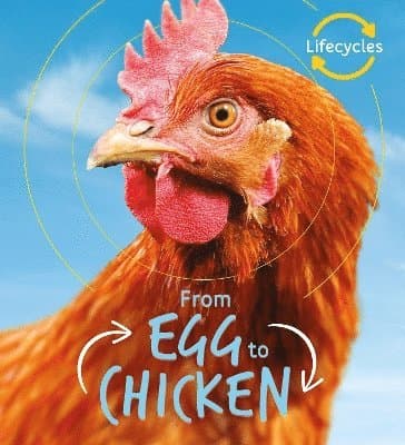 Lifecycles: Egg to Chicken