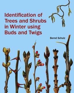 Identification of Trees and Shrubs in Winter Using Buds and Twigs