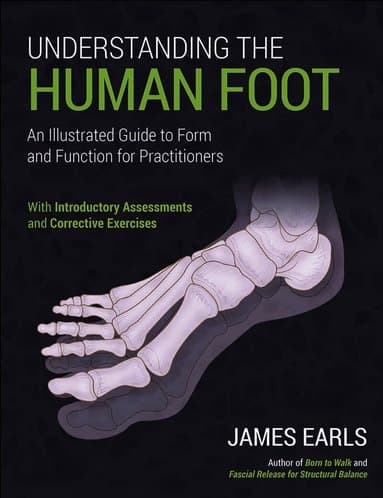 Understanding the Human Foot