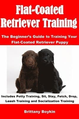 Flat-Coated Retriever Training