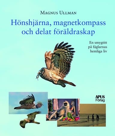 Hönshjärna, magnetkompass och delat föräldraskap