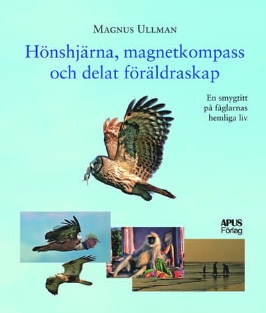 Hönshjärna, magnetkompass och delat föräldraskap